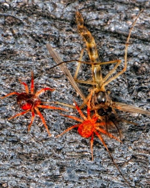 Hungry Mites
