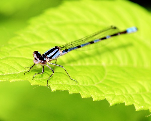 Dragon Fly at rest