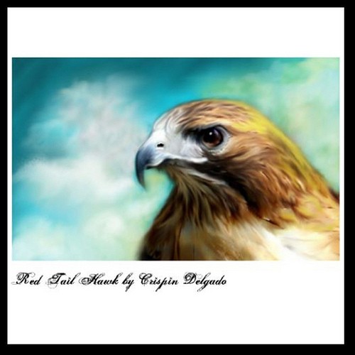 Red Tailed Hawk