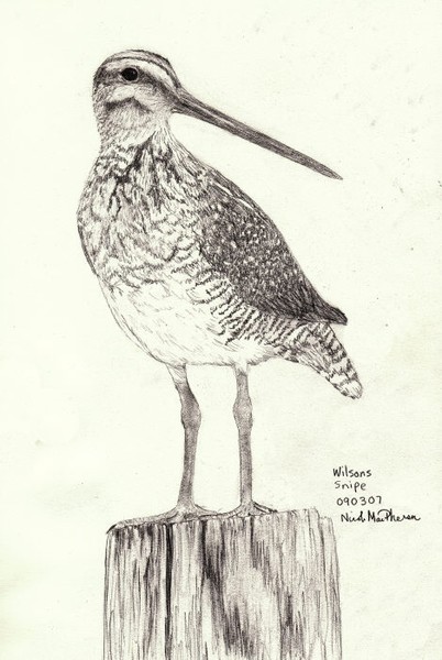 Wilson's Snipe
