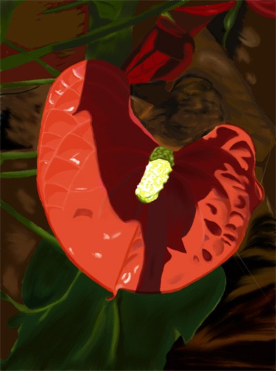 Love of Anthurium