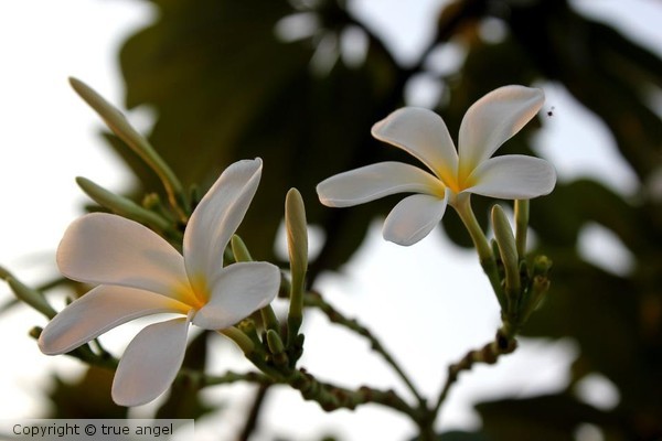 blooming sunlight