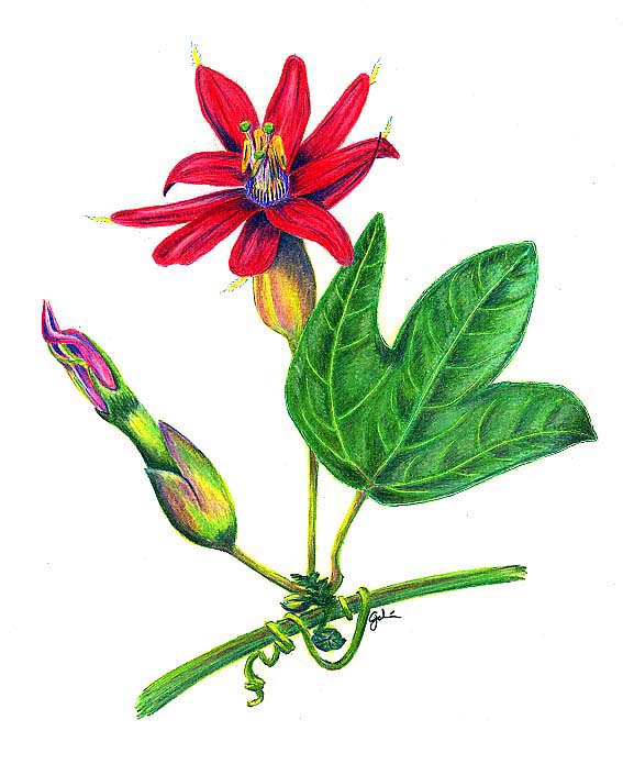 Passion Flower