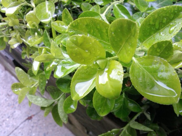 water drops