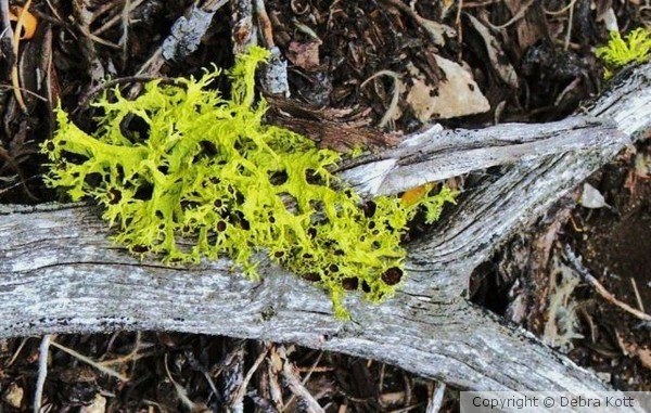 Moss and Dead Tree Branch