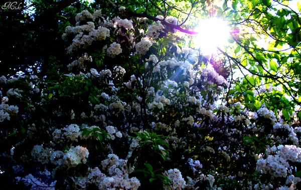 Lotus Garden 2