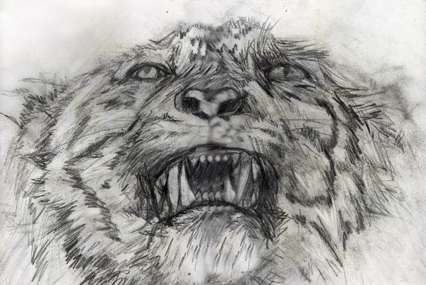 tiger