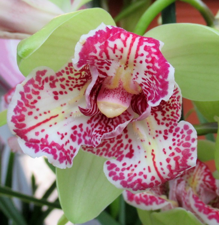 TIGER ORCHID