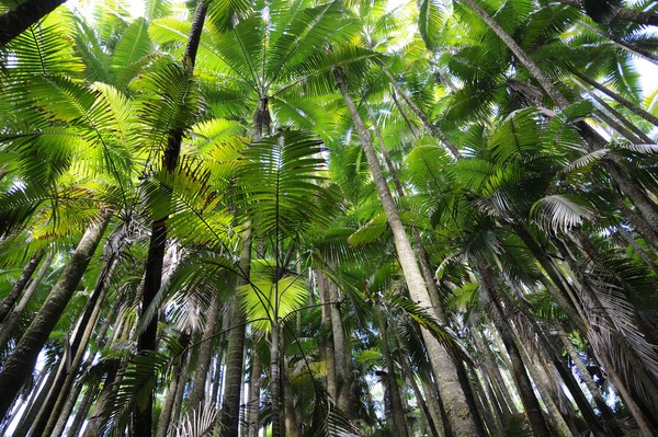 Upper canopy