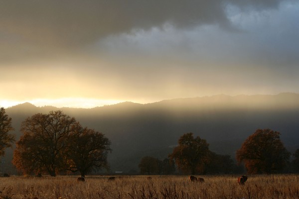 Fields Of Gold