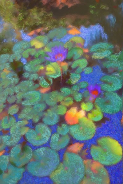 Impression Maui Water Lily