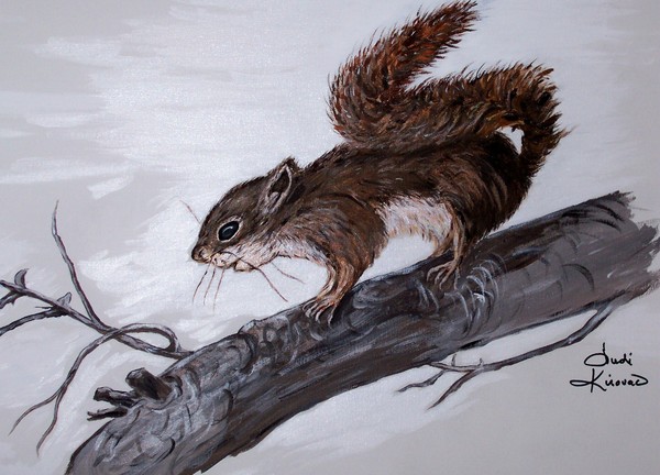Little Squirrel