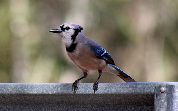 Blue Jay