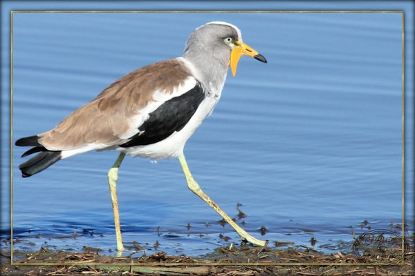 Whitecrowned plover