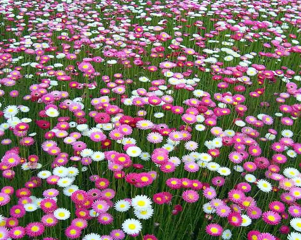 Field of Daisies