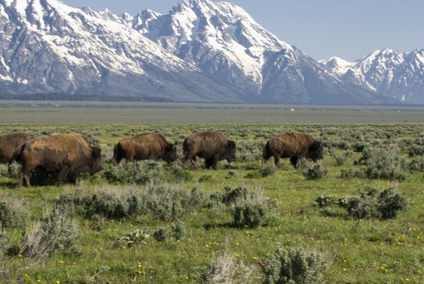 Jackson Hole