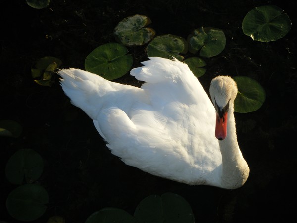 Sunlight Swan