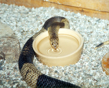 Egyptian Cobra