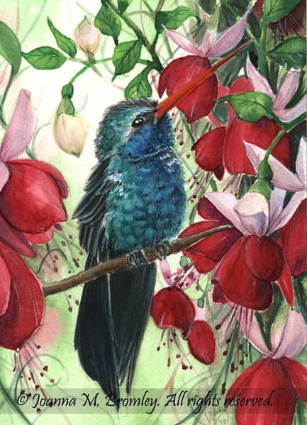 Humming bird & Fuchsias