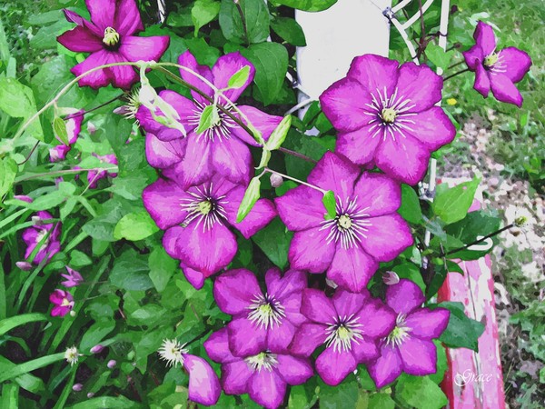 Passionate in Purple