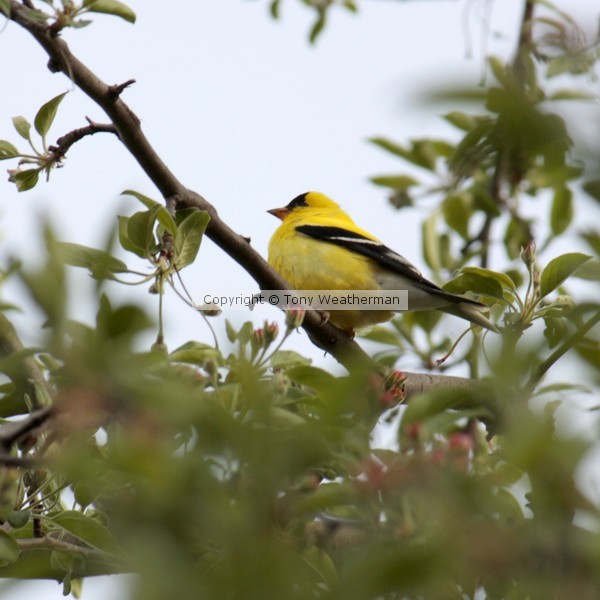 Square Format, Goldfinch 1, ne1079