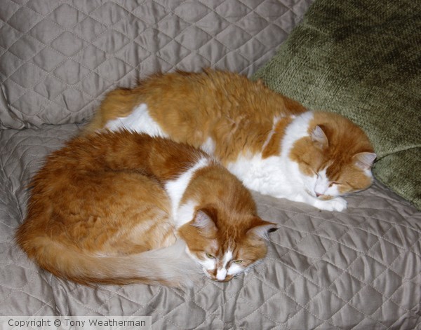 Pnut and Busterne1238