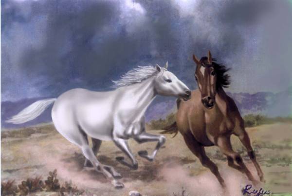 Wild and Free