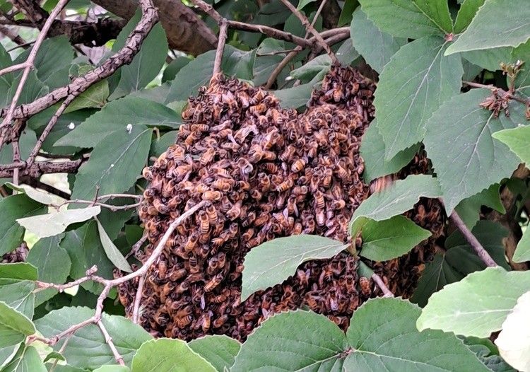 SWARM OF BEES