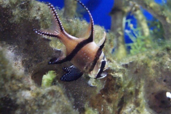 the Deep at Hull