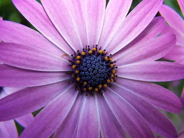 Daisy