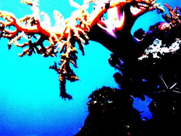 Coral