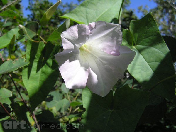 Wild Flower