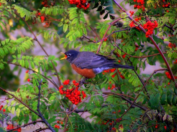 Mountain Ash Robin