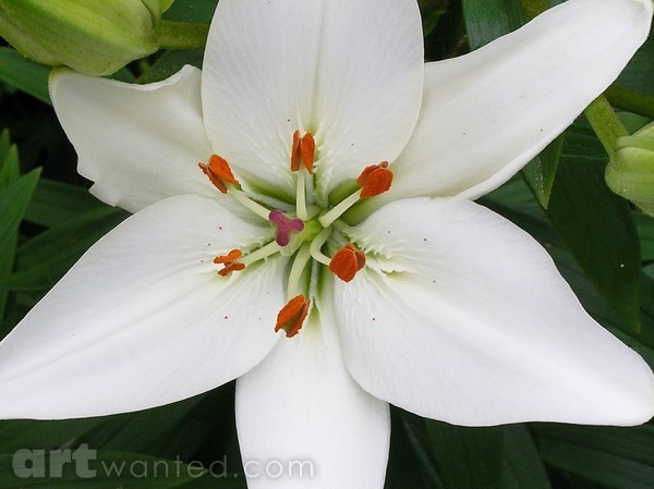 White Flower