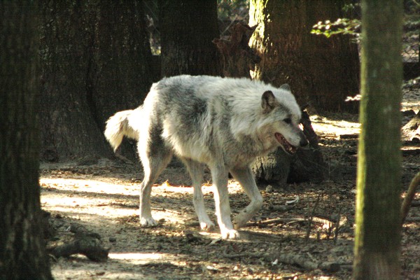 Wolf