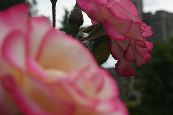 Some roses at Windsor Castle
