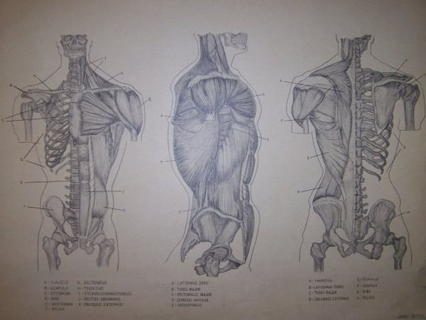 Anatomy