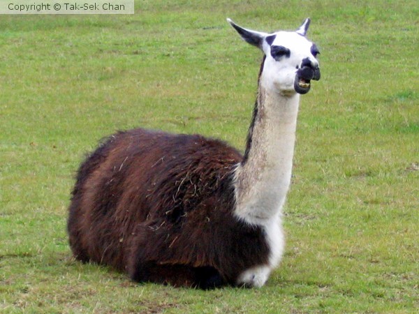 Llama - Machu Picchu ~ Peru