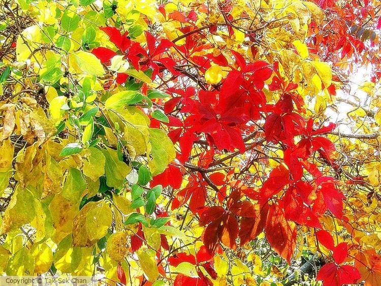 Foliage, Jamaica Bay, 10-22-2015