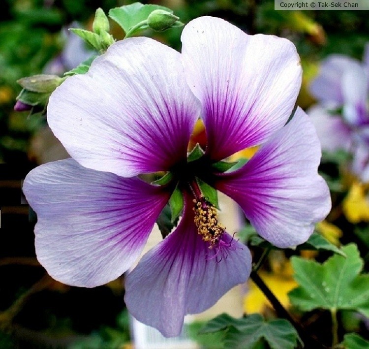 Tree Mallow (Lavatera maritima Bicolor ) 04-28-2005