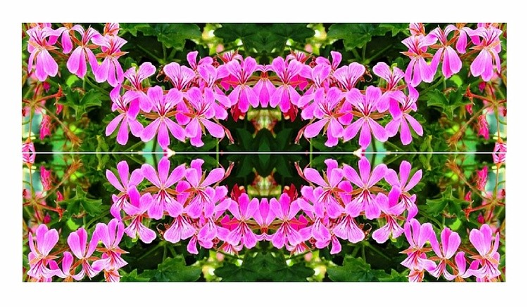 Symmetry of Geranium Sophie Cascade, Russell's 06-25-2015