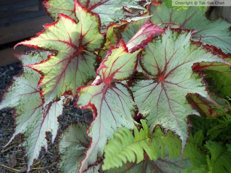 Begonia rex, Wayland, MA, USA 10-08-2023