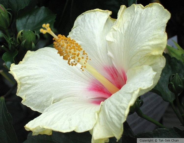 Hibiscus rosa-sinensis Moonlight 07-05-2007