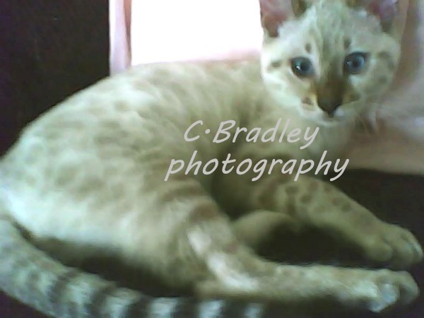 Bengal Baby Gizmo