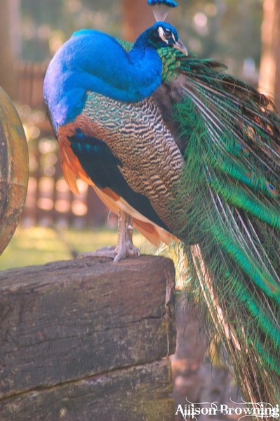 Peacock
