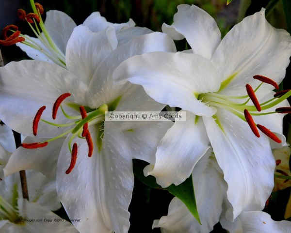 Lovely Lillies
