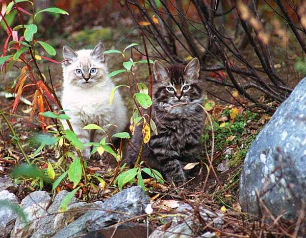 The Kitten Inquisition