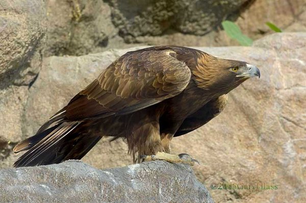 Prey Beware