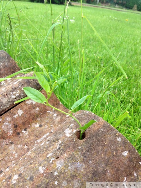 plants will grow.....