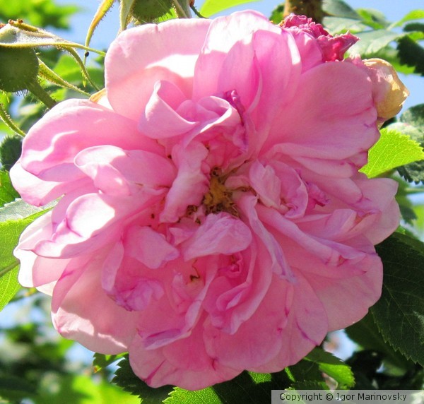 A flower
